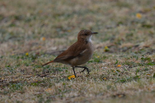 Image of Rufous Hornero