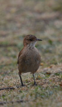 Image of Rufous Hornero