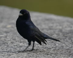 Image of Shiny Cowbird