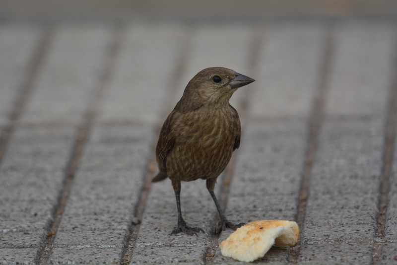 Image of Shiny Cowbird