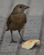 Image of Shiny Cowbird