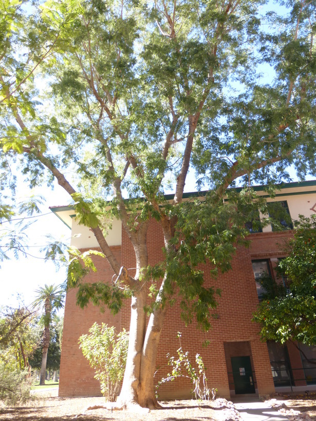 Image of Albizia sinaloensis Britton & Rose