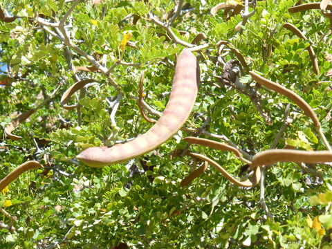 Plancia ëd Ebenopsis ebano (Berland.) Barneby & J. W. Grimes