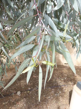 Imagem de Eucalyptus campaspe S. Moore