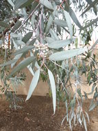 Imagem de Eucalyptus campaspe S. Moore