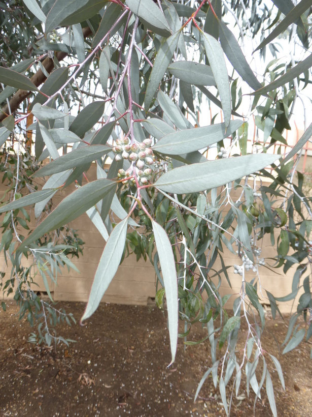 Imagem de Eucalyptus campaspe S. Moore