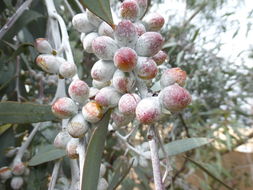 Imagem de Eucalyptus campaspe S. Moore