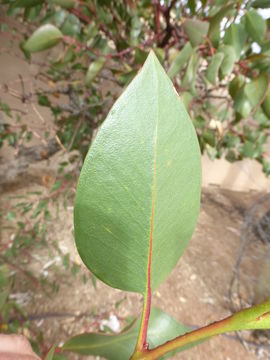 Image of coarse-leaf mallee