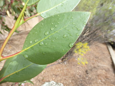 Image of coarse-leaf mallee