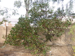 Image of coarse-leaf mallee