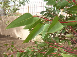 Image of coarse-leaf mallee