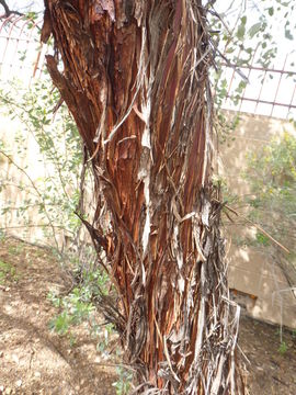 Image of round-leaf mallee