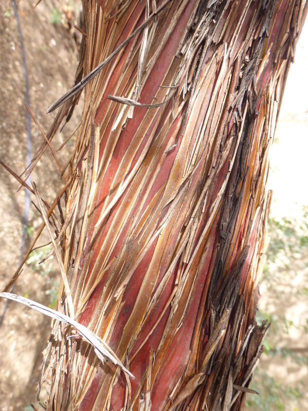 Image of round-leaf mallee