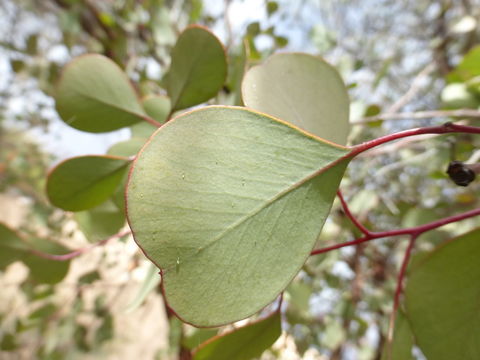 Image of round-leaf mallee