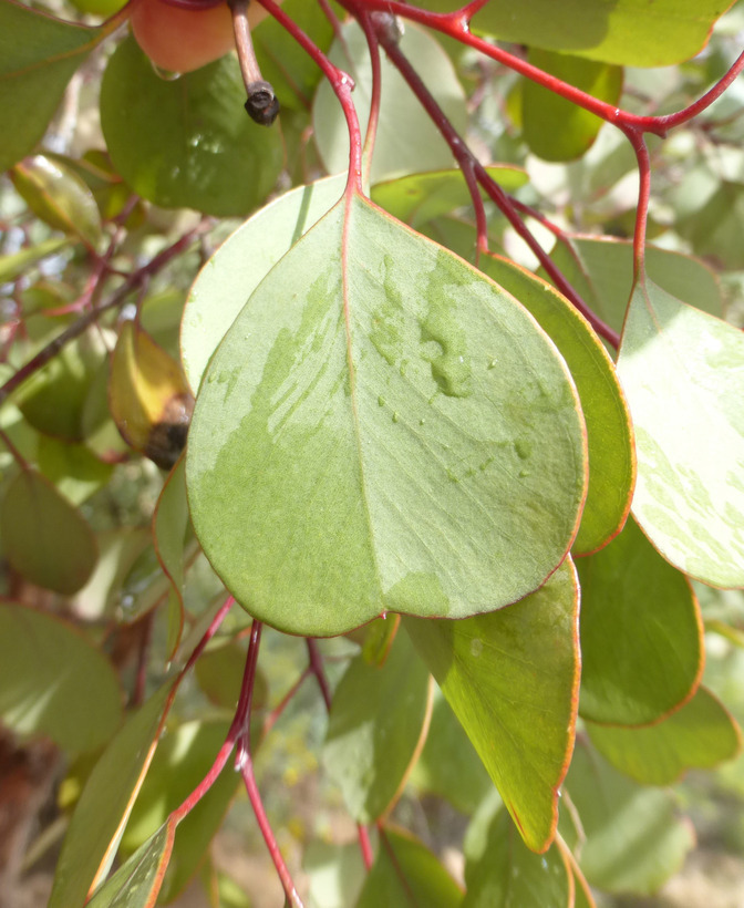 Image of round-leaf mallee