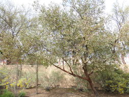 Image of round-leaf mallee