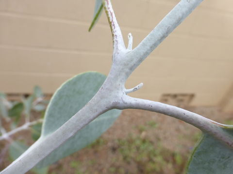 Image of lemon-flower gum