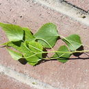 Image of Fremont cottonwood