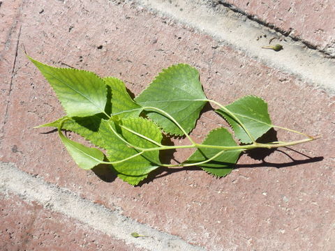 Image of Fremont cottonwood