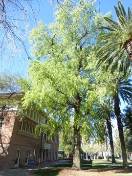 Image of Fremont cottonwood