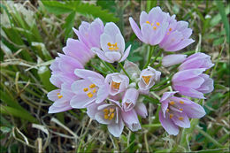 Image of Allium roseum L.