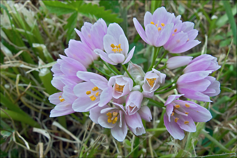 Image of Allium roseum L.