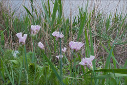 Image of Allium roseum L.