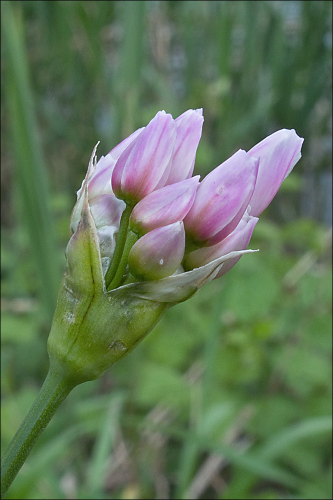 Image of Allium roseum L.