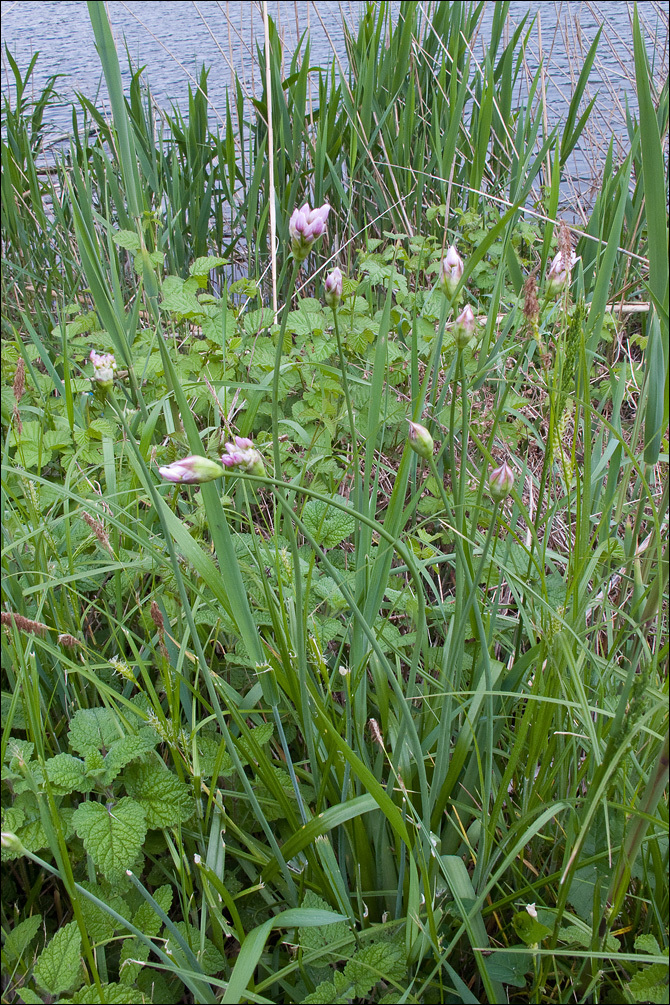 Image of Allium roseum L.