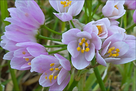 Image of Allium roseum L.