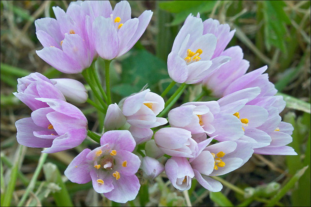 Image of Allium roseum L.