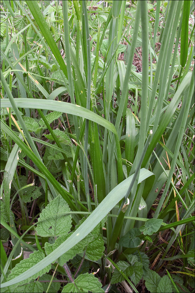 Image of Allium roseum L.