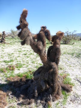 Image of teddybear cholla