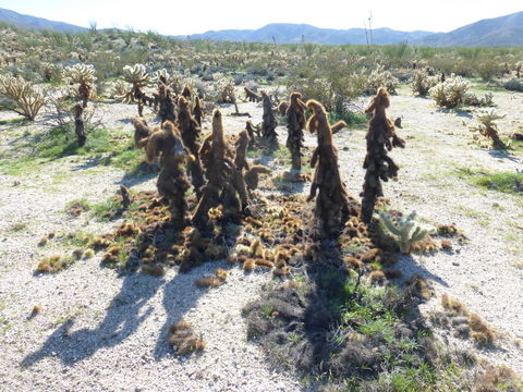 Image of teddybear cholla