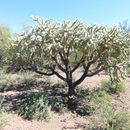 Image of jumping cholla