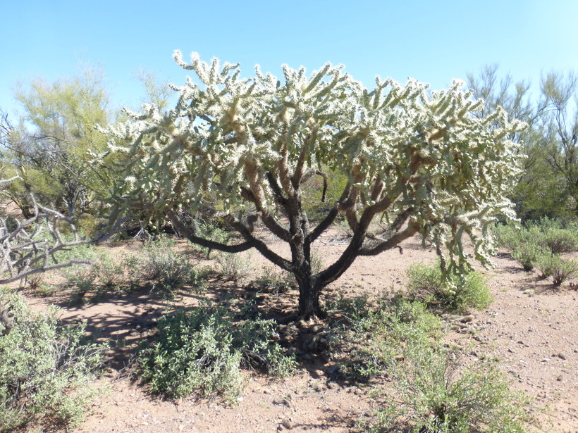 Image of jumping cholla