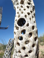 Image of jumping cholla