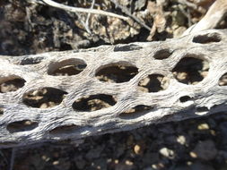 Image of jumping cholla