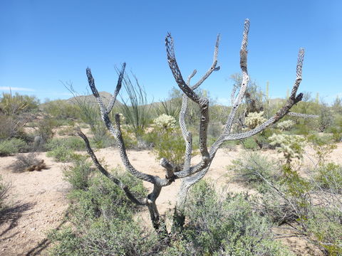 Image of jumping cholla