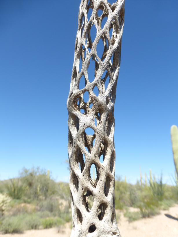 Image of jumping cholla