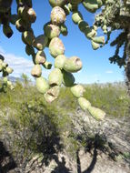 Image of jumping cholla