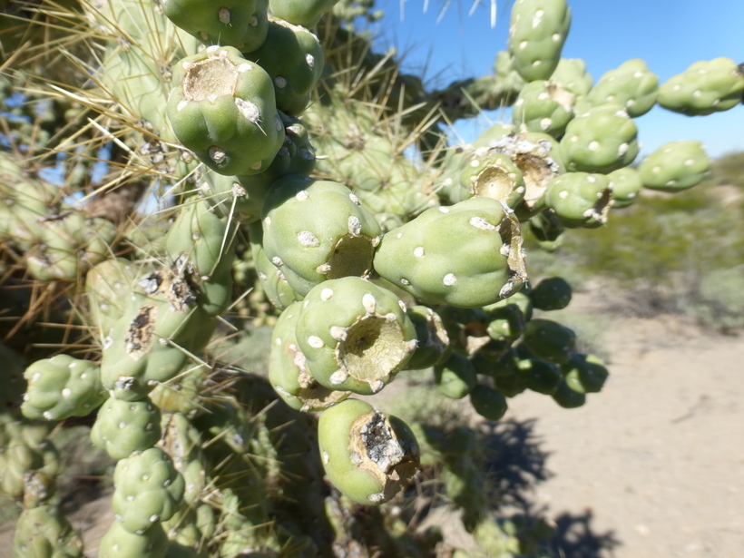 Image of jumping cholla