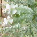 Imagem de Eucalyptus kruseana F. Müll.