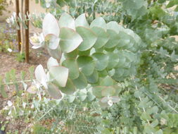 Imagem de Eucalyptus kruseana F. Müll.