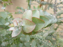 Imagem de Eucalyptus kruseana F. Müll.