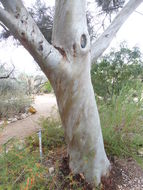 Imagem de Eucalyptus spathulata Hook.