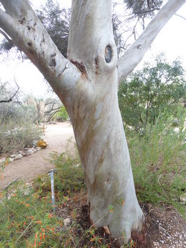 Image of eucalyptus