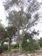 Imagem de Eucalyptus spathulata Hook.