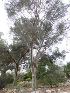 Image of eucalyptus