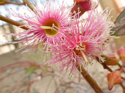 Image of coral gum